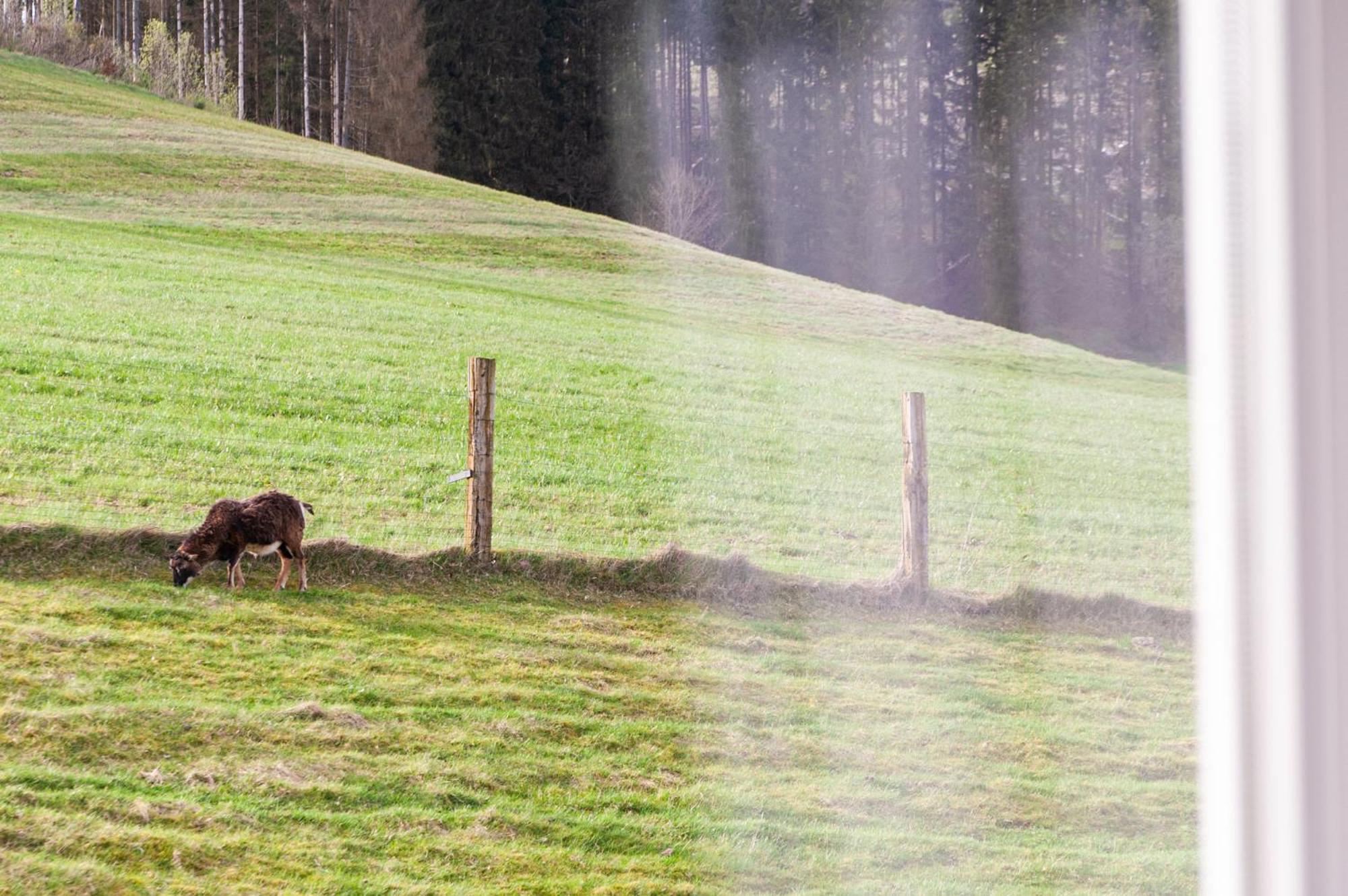 Forellenhof Wald- Und Wiesenquartier Bad Berleburg Extérieur photo